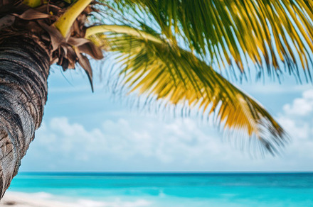 Tropical Palm Tree on a Beach, a Nature Photo by Virgo Studio