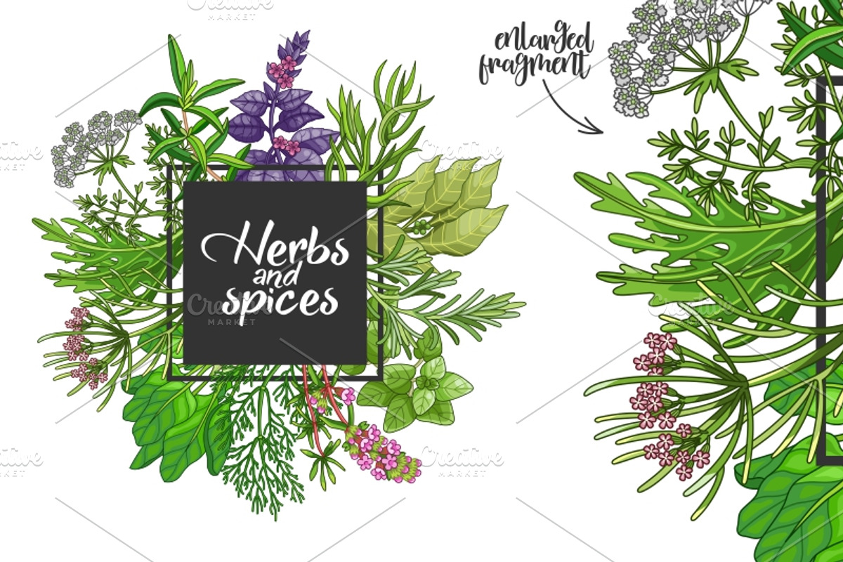 Green spices and herbs templates, a Food Illustration by Primula`s shop (Photo 4 of 4)