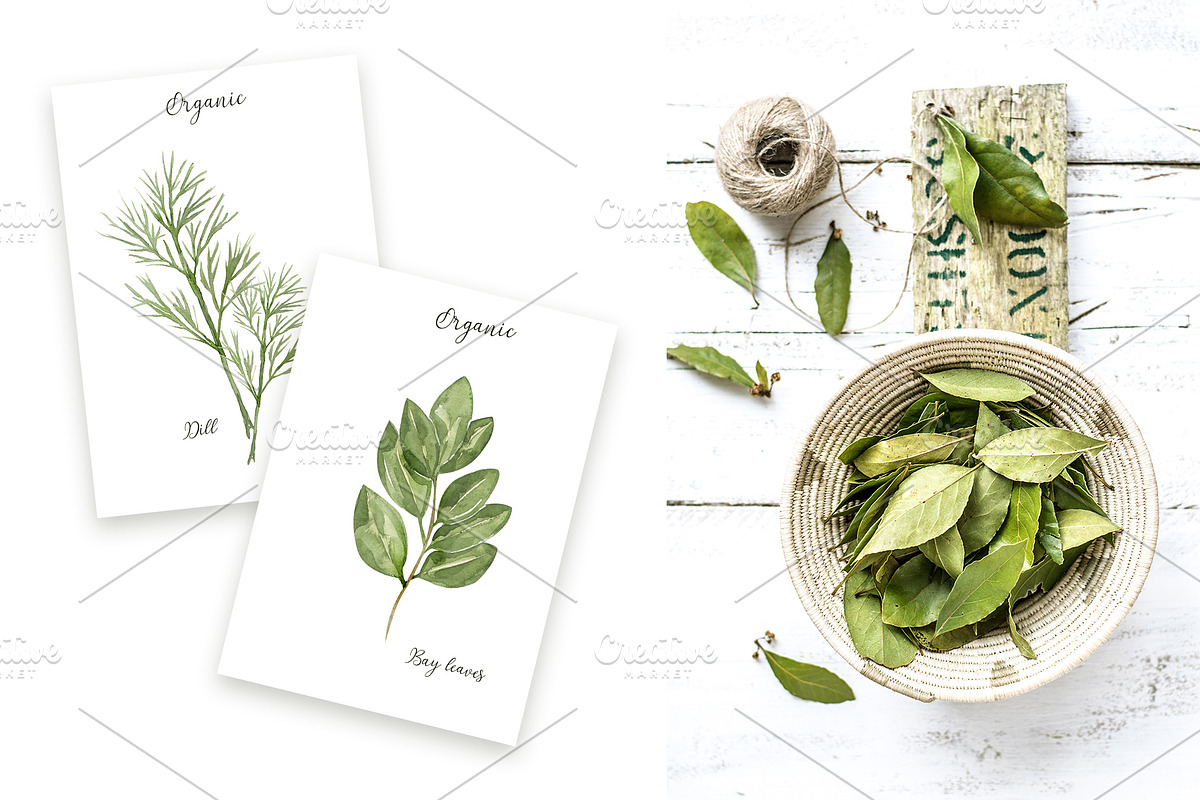 Watercolor Herbs and Spices, a Food Illustration by MayaNavits (Photo 4 of 13)