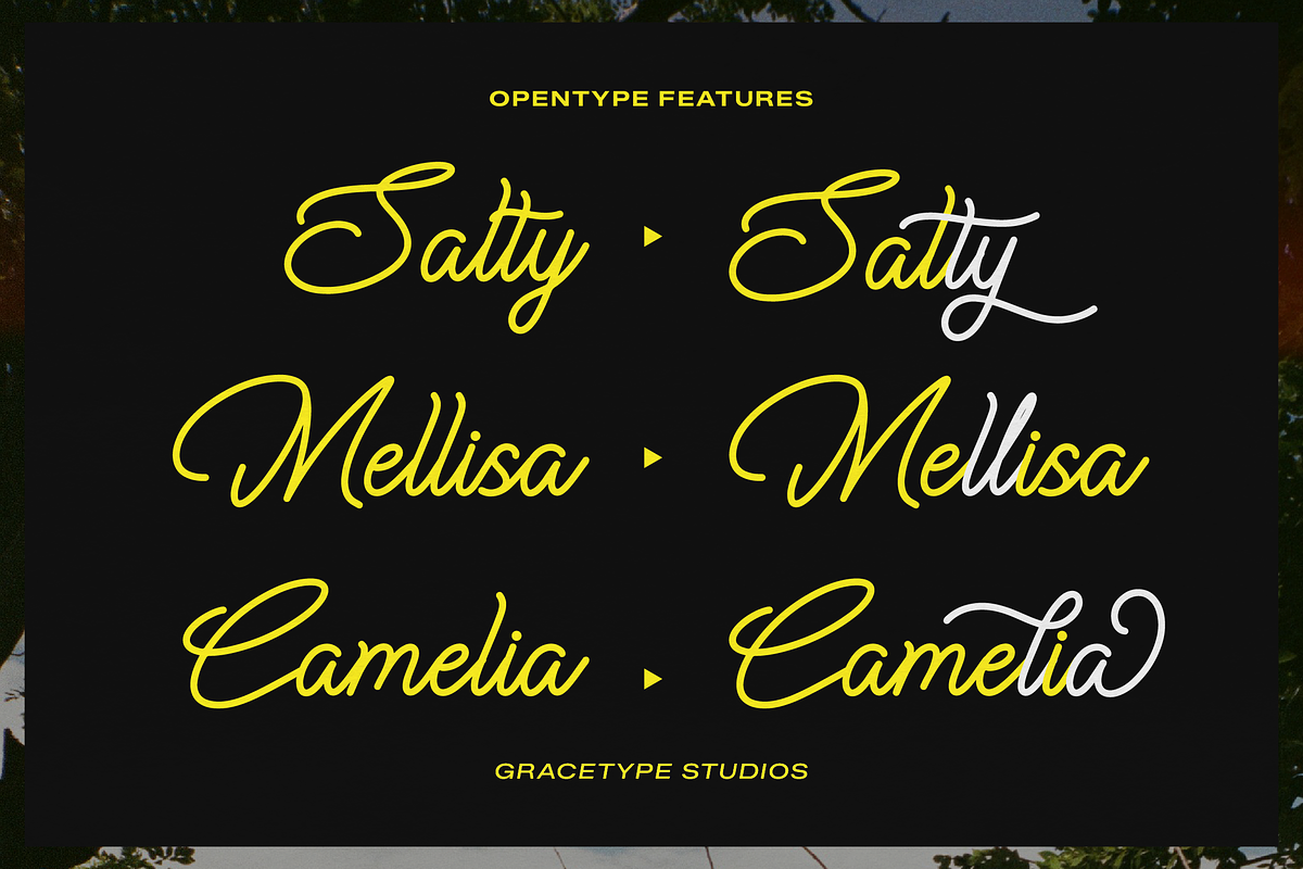 Cauloid | Monoline Script, a Script Font by gracetype_studio (Photo 2 of 12)