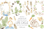 Watercolor Life Cycle Collection, an Education Illustration by MayaNavits (Thumbnail 1 of 15)