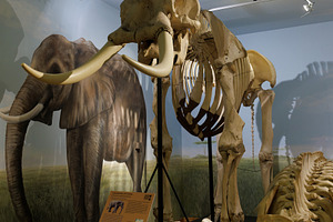 Skeleton of Loxodonta africana, African bush Elephant, a Photo by Bepslabor