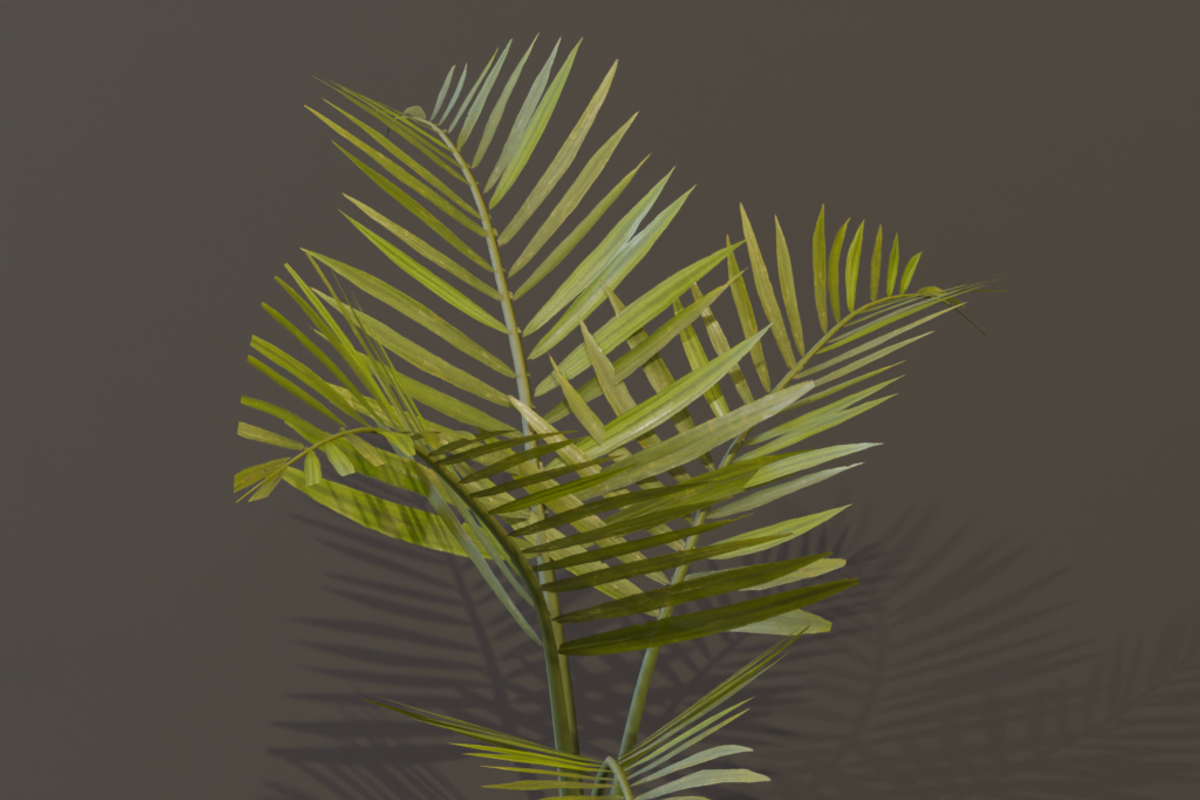 The Alexandra Palm Bush, a Plants & Tree 3D Model by FuturePastCreatives (Photo 3 of 15)