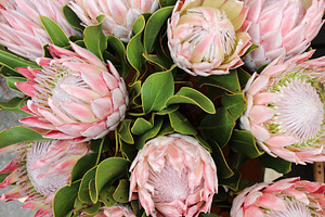 Blooming protea background containing africa, african, and background