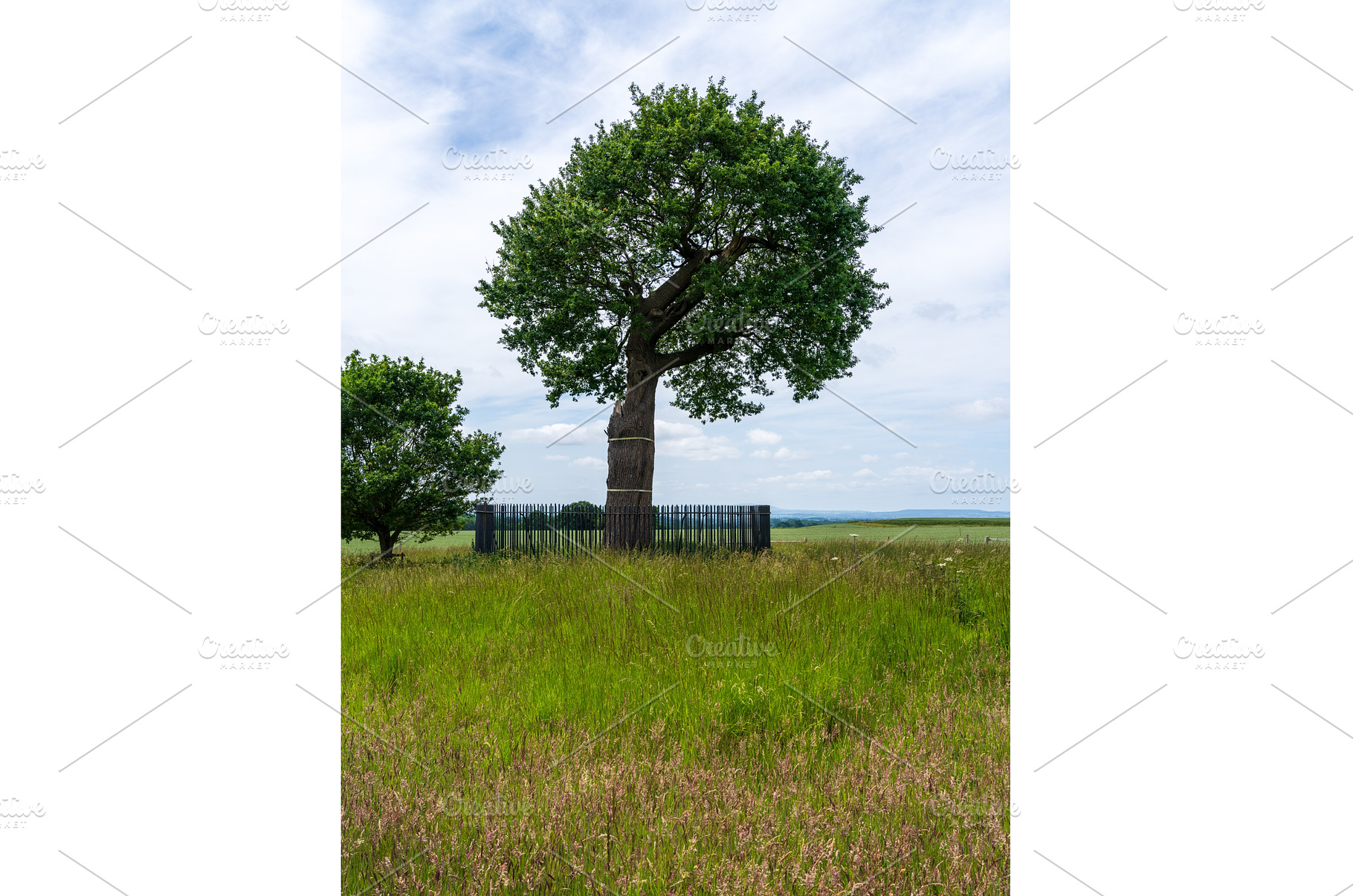The Royal Oak where Charles II hid, a Nature Photo by Backyard Stock