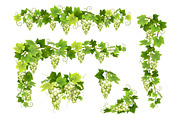 Vector set bunches of grapes, a Food Illustration by belander (Thumbnail 3 of 4)