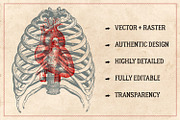 100 Vintage Anatomy Vectors, an Illustration by Brigantine Designs (Thumbnail 2 of 7)