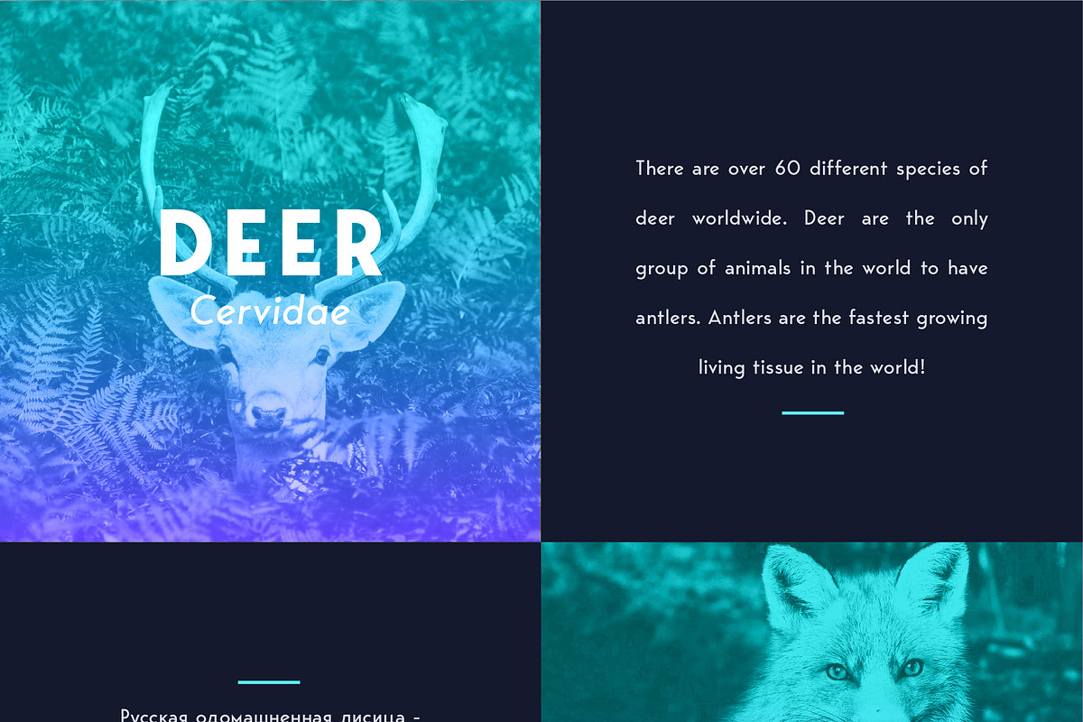 George Sans Geometric Typeface, a Sans Serif Font by Kaligra.co (Photo 17 of 18)