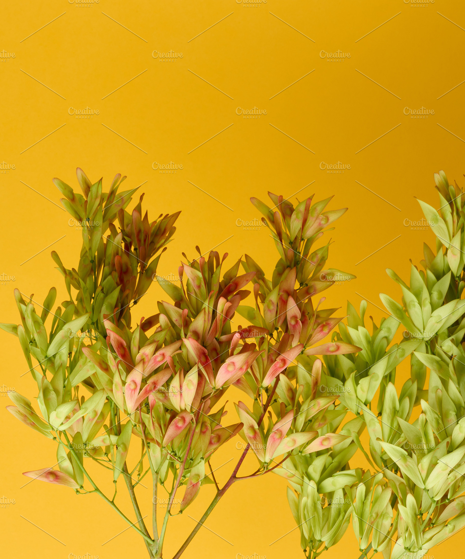 Ash branches with clusters of winged seeds on a bright yellow ba, a Background Photo by ndanko