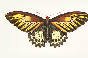 Hand Drawn Of Brown Butterfly