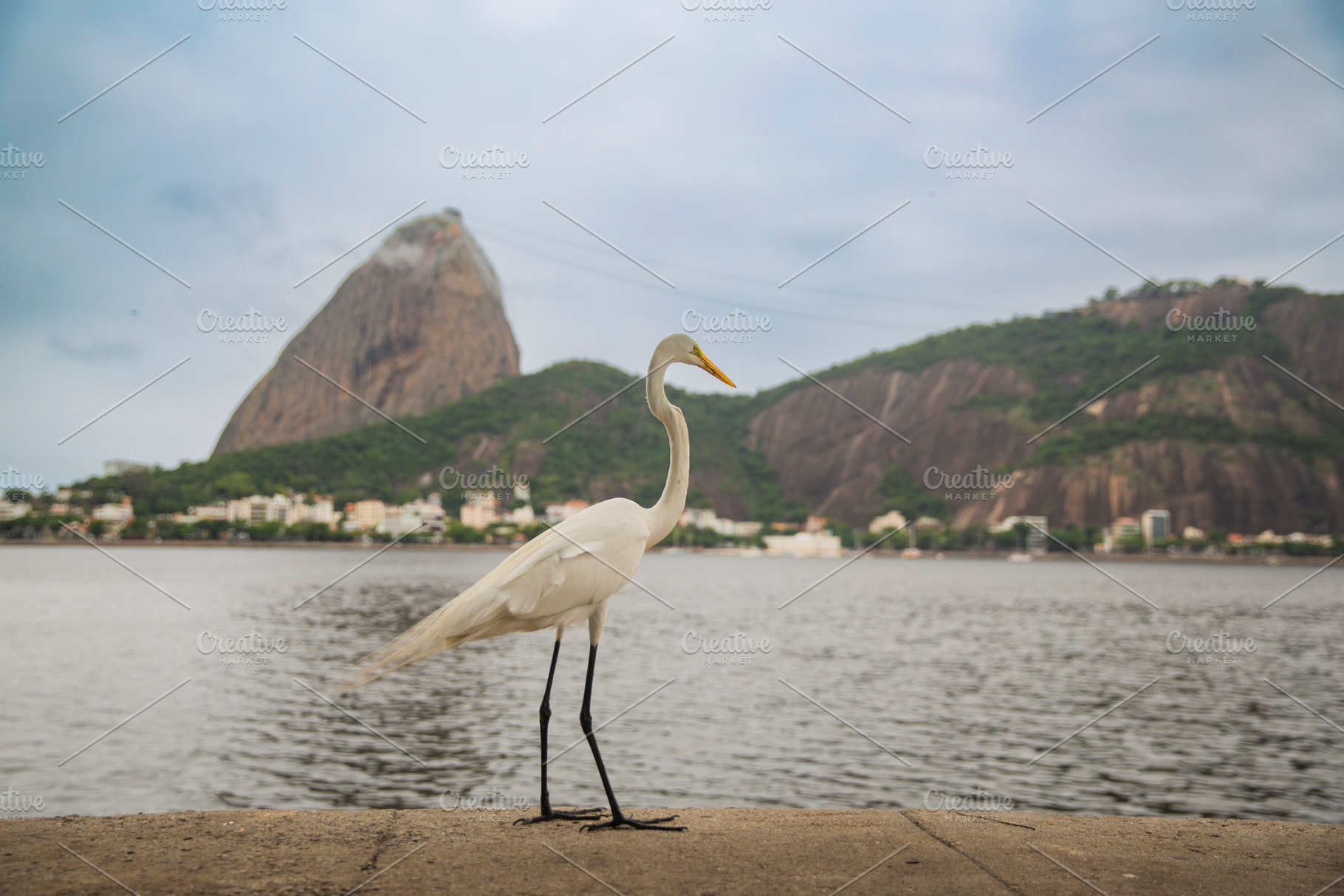 White heron with Sugarloaf Mountain in the background in Rio, a Photo by Pictures for you!!!!!!!!!
