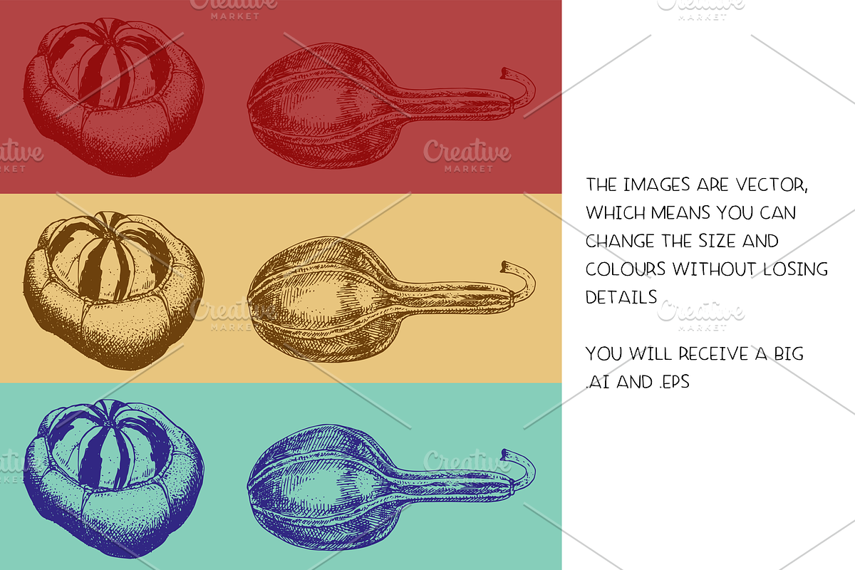 Pumpkins & Gourds - illustrations, a Food Illustration by Renée from Studio neetje (Photo 4 of 5)