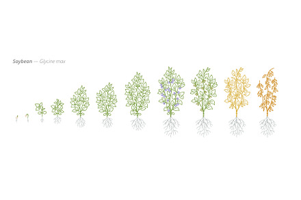 Soybean Growth Stages Vector