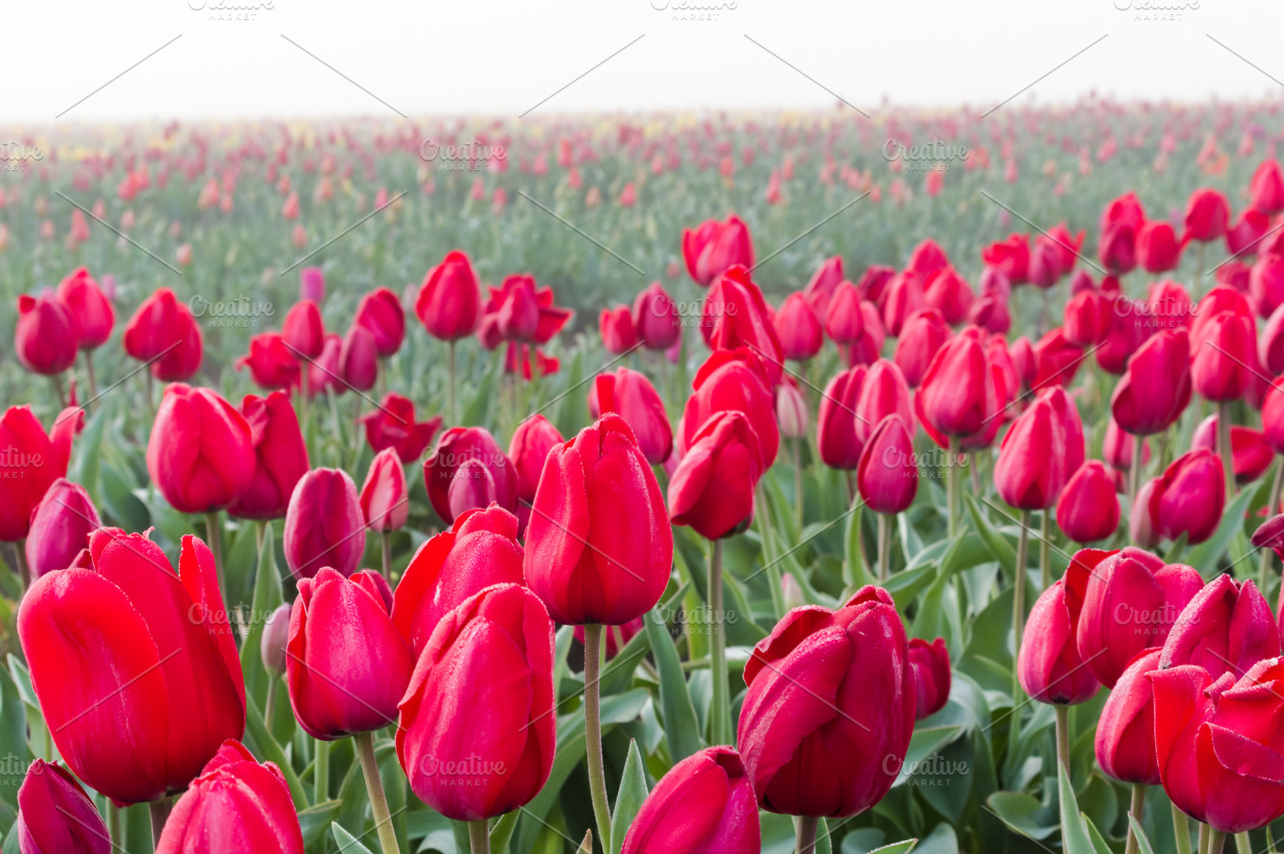Rows of blooming red tulips containing agriculture, spring, and agricultural, a Nature Photo by Zigzag Mountain Art