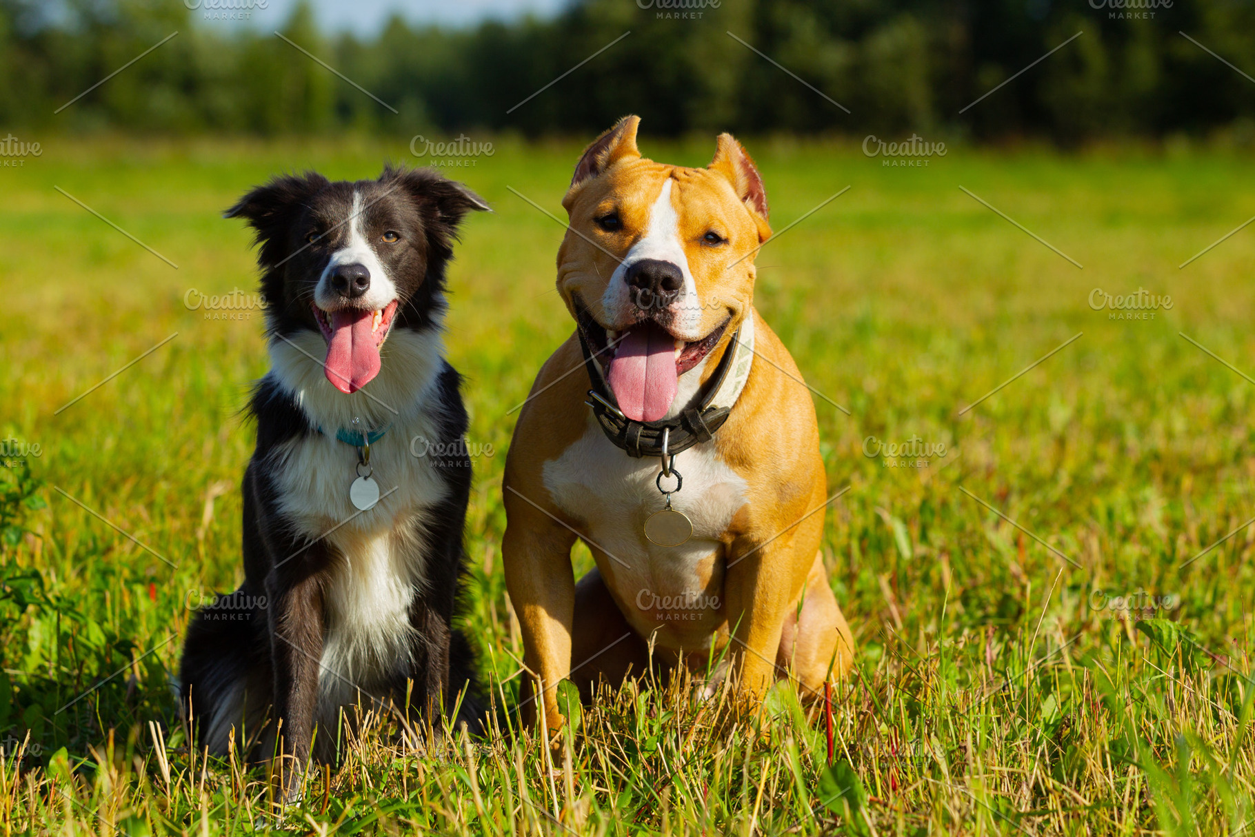 Friends dogs staffordshire terrier featuring dog, animal, and pet, an Animal Photo by oleghz