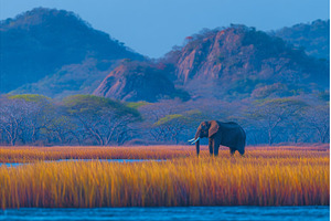 In Sri Lanka, within the, an Animal Photo by ZinetroN
