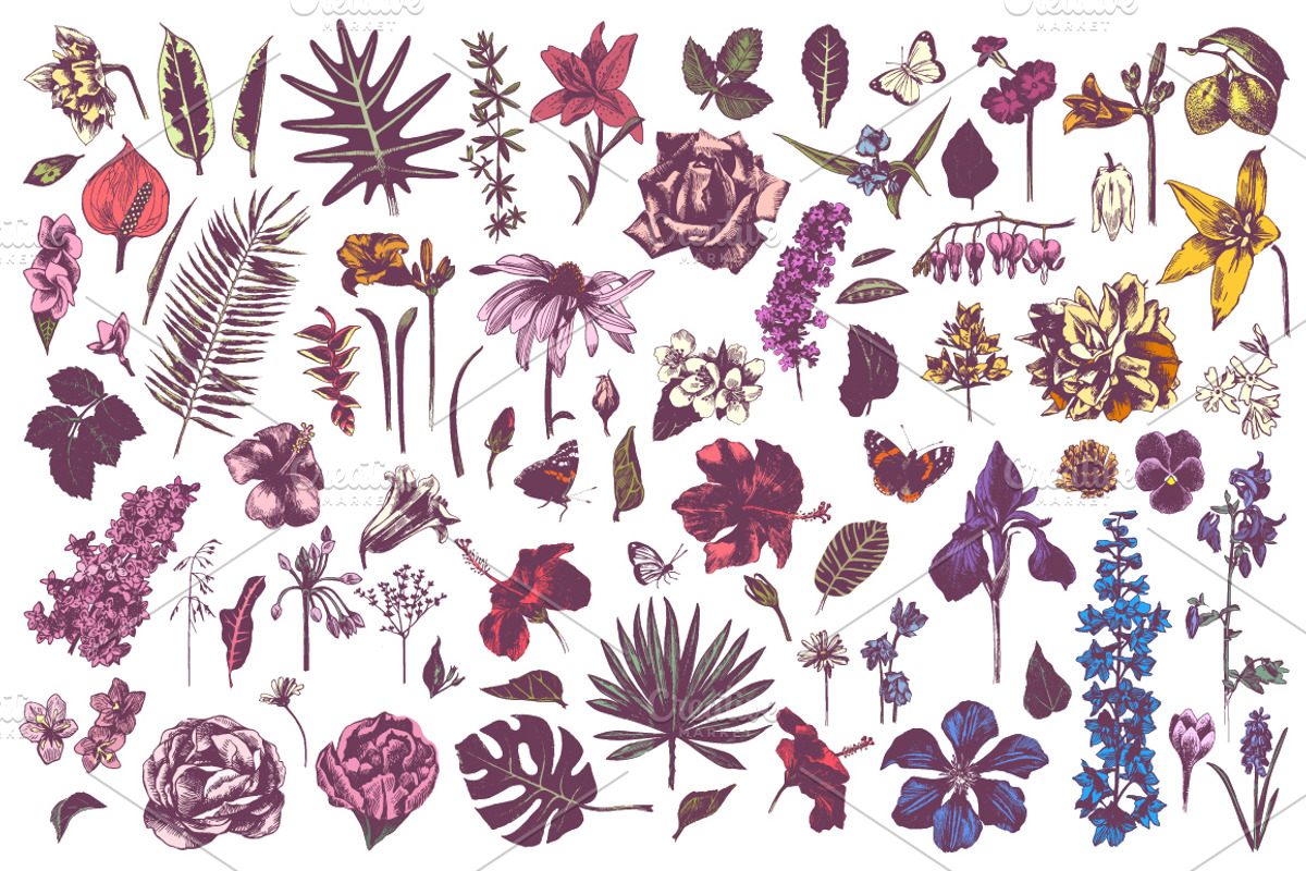 Hand drawn botanical bundle, an Illustration by handsketched (Photo 11 of 24)
