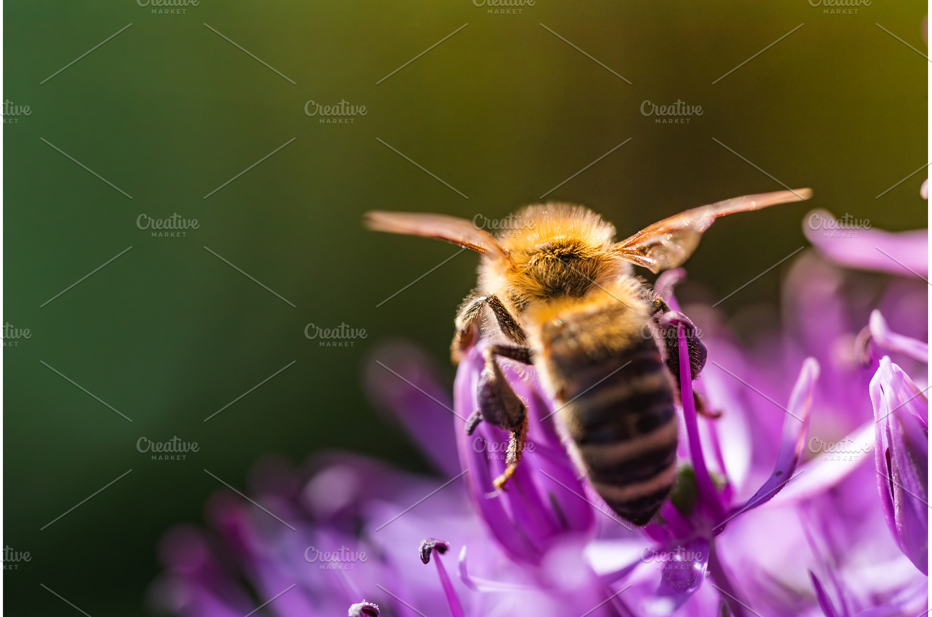 A closeup view of a bee perched on a, an Animal Photo by MadPhotos