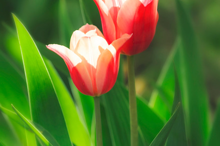 Beautiful natural background with pink white tulips and green gr, a Nature Photo by 5PH