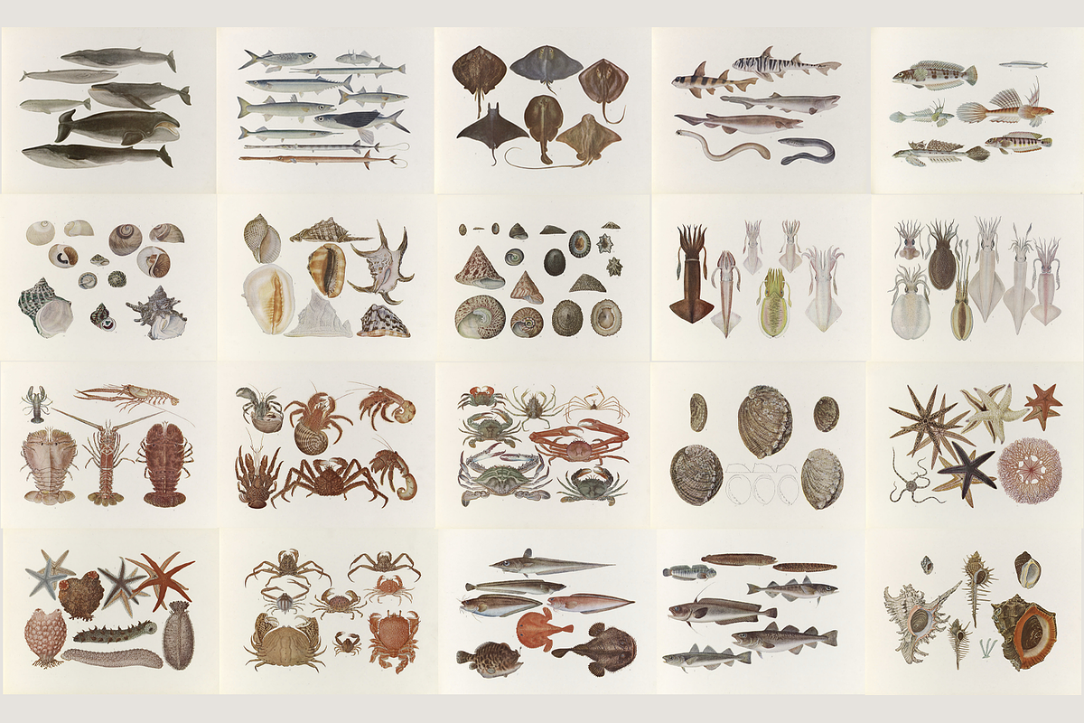 Kumataro Ito Japanese Aquatic Art, an Animal Illustration by Digital Museum (Photo 9 of 13)