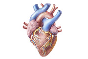 Vintage Human Organs Hand Drawn Set, a Healthcare Illustration by Anna Repp Illustration (Thumbnail 3 of 14)