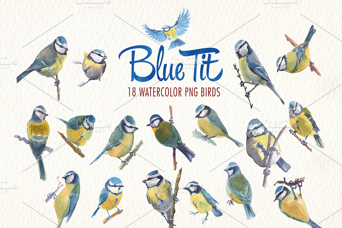 Watercolor blue tit bird clipart, an Illustration by Art & Things (Photo 3 of 8)