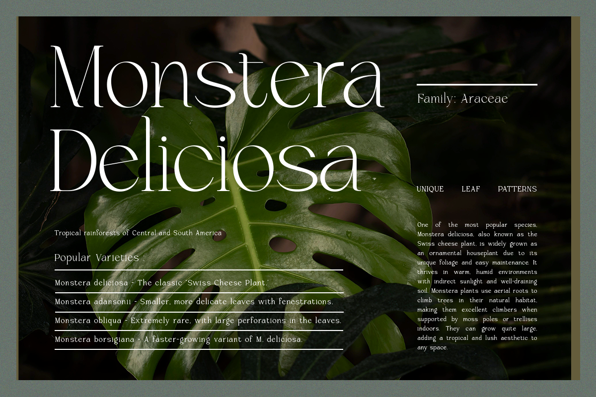 Brikelia Minimalist Fashionable Font, a Serif Font by roomspace creative lab (Photo 3 of 12)