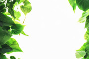 99 Frames of green leaves, a Nature Photo by Handmadefont (Thumbnail 56 of 100)