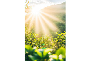 Sunbeams over Green Foliage with, a Nature Photo by Lermont51