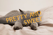 Wild Cat, a Sans Serif Font by edcreative (Thumbnail 2 of 4)