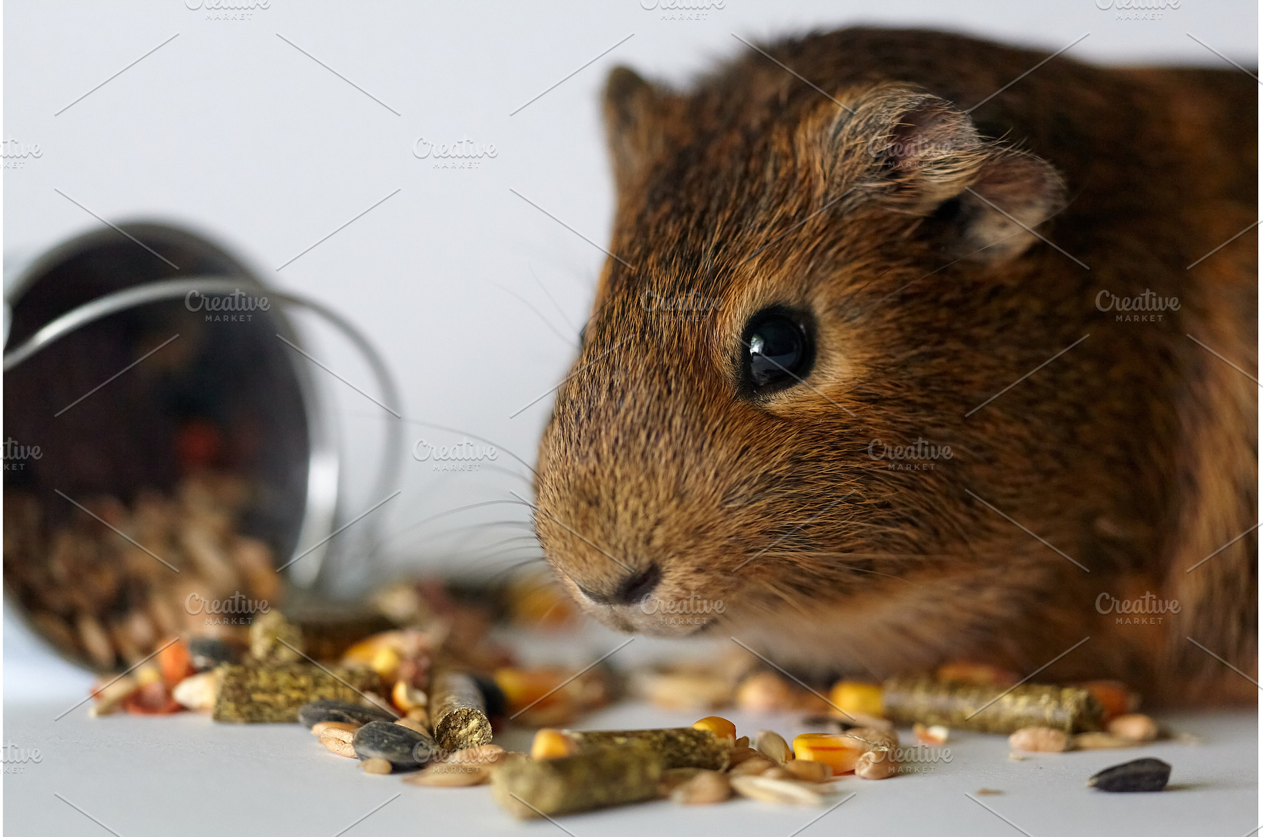 Guinea Pig Enjoying its Food Pellets, an Animal Photo by Rohan Photography