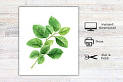 Watercolor Soybean Clipart Bundle, an Illustration by Canvas Craft (Thumbnail 8 of 8)