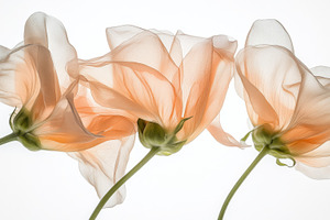 Pastel-colored cosmos flowers overlapping softly, ideal for post, a Photo by Dvoevnore photos