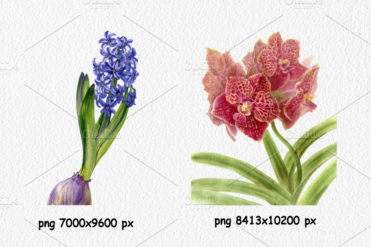 Botanical art watercolor and pencils, a Food Illustration by ViktoriArt (Photo 2 of 16)