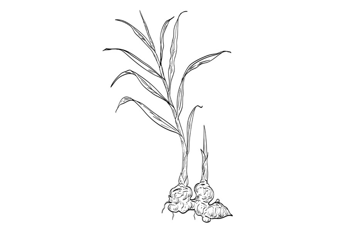 Ginger Zingiber Officinale Drawing, an Illustration by patrimonio