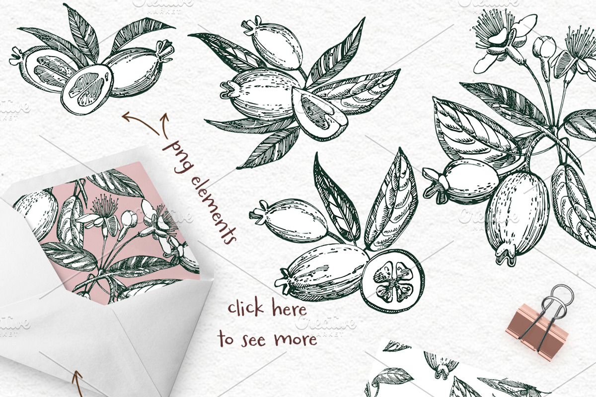 Feijoa Graphic & Watercolor clipart, a Food Illustration by Ann Astro (Photo 10 of 10)