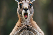 236 surprised animals, an Animal Photo by Handmadefont (Thumbnail 205 of 241)