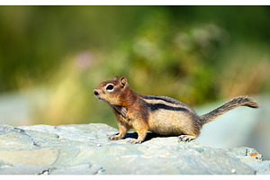 Chipmunk standing on a rock in, an Animal Photo by Leonid Andronov