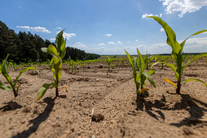growing sweet corn in eastern Europe against a blue sky, a Photo by rsoollAI