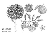 Yuzu - Citrus Fruit and Patterns, a Food Illustration by Yevheniia (Thumbnail 4 of 12)