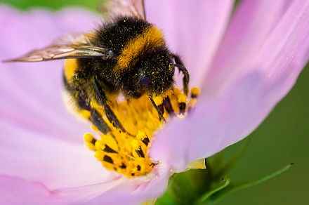 Bumblebee on a flower macro. Bumbleb, an Animal Photo by AlexBush