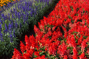 Salvia And Cockscomb Flowers Garden Background