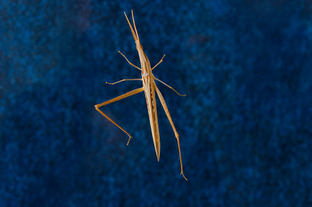 Close up of grasshopper, Acrida ungarica