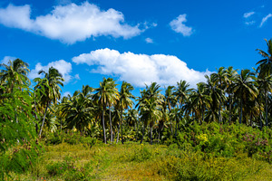 Coconut trees on Tikehau Atoll, Tuamotus, French Polynesia under, a Nature Photo by GoodGoods