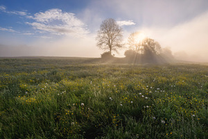 Sunrise on the meadow full of flowers