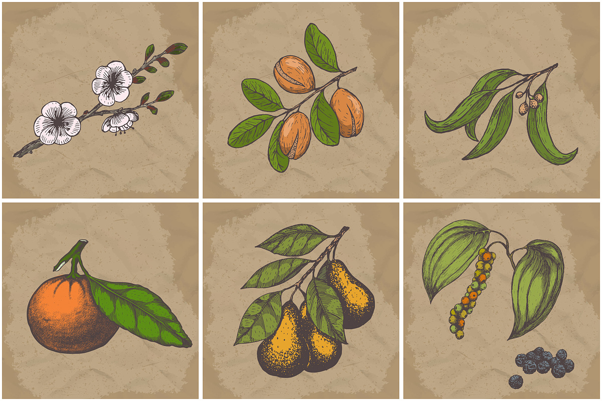 Hand drawn vector plants, a Food Illustration by SHom (Photo 11 of 17)