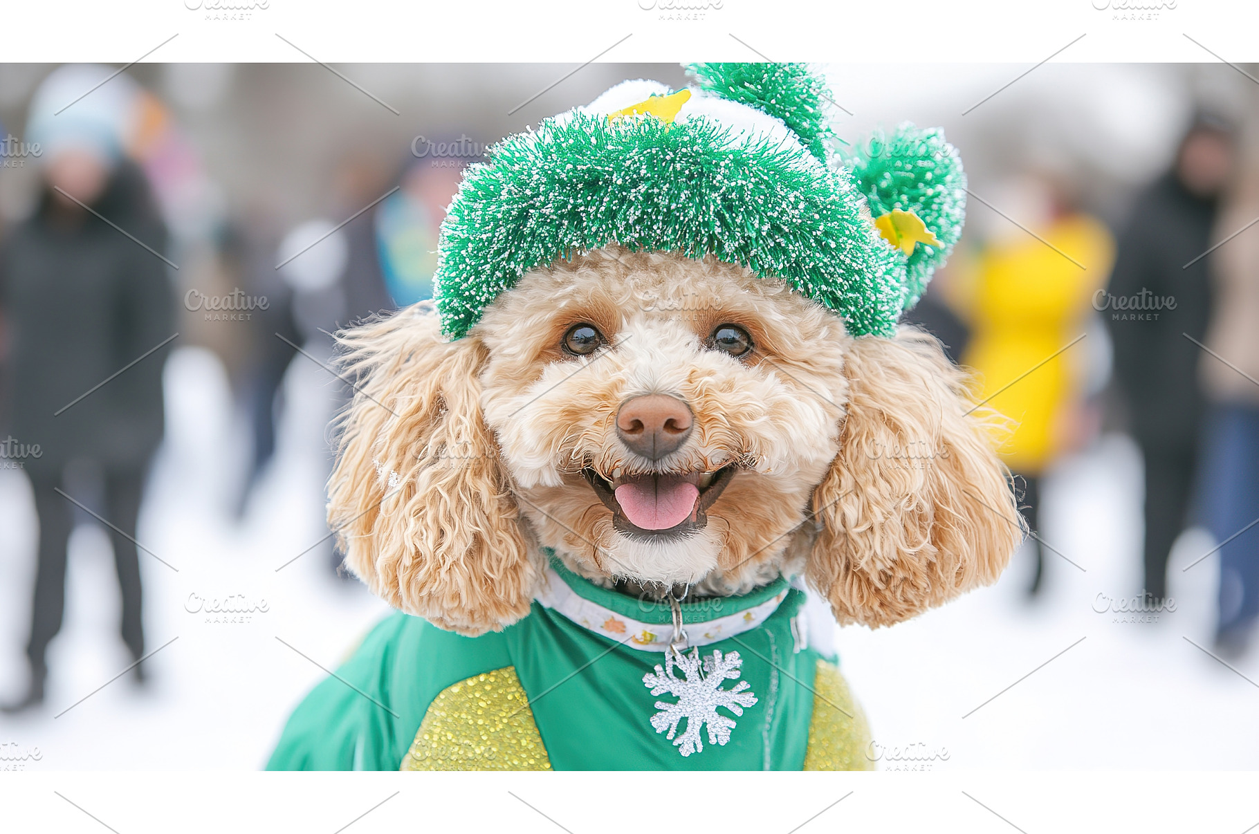 Adorable Poodle in Festive Green, an Animal Photo by Lermont51