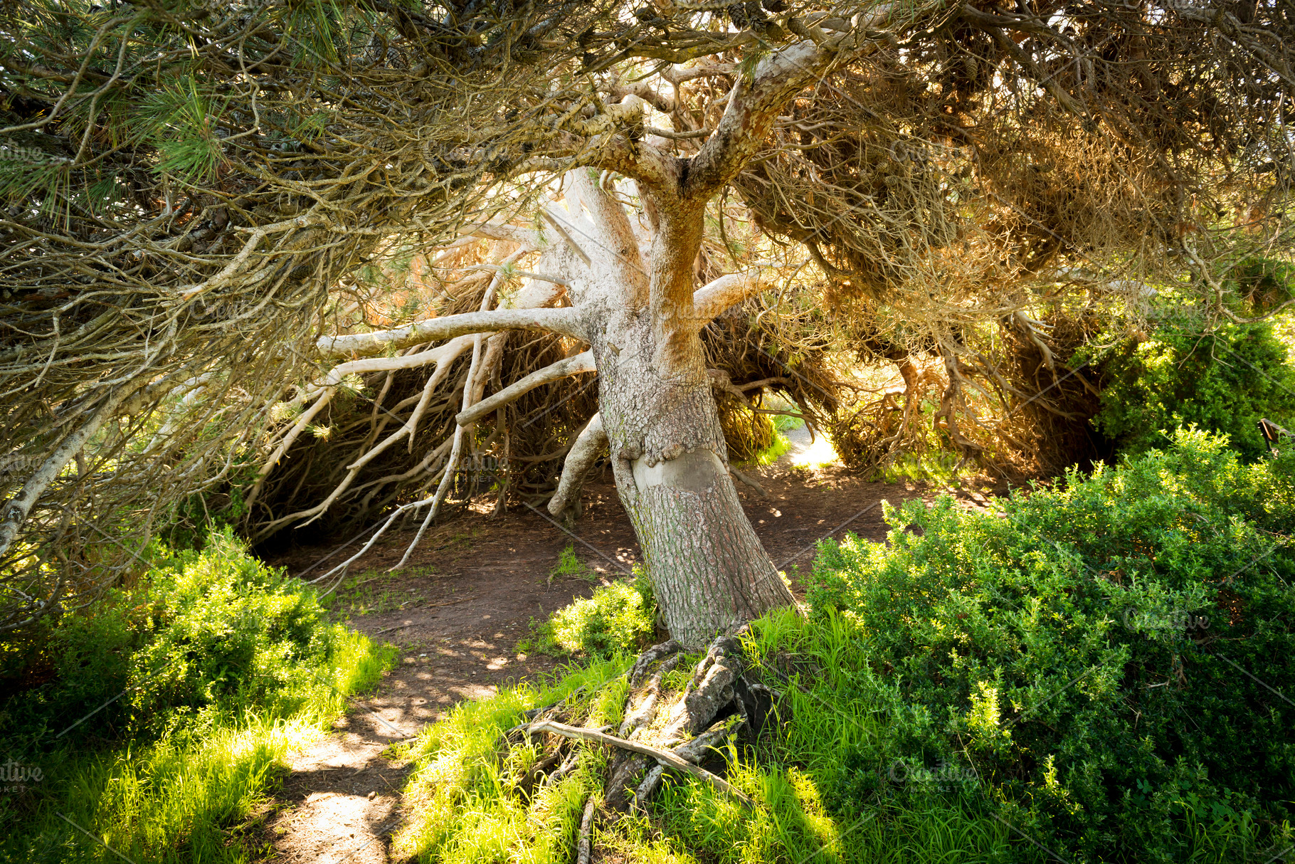 Fairytale Tree, a Nature Photo by THP Creative