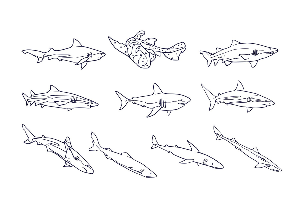 Breeds Shark Handdrawn Vol 2, an Animal Illustration by SLAB! Design (Photo 2 of 3)