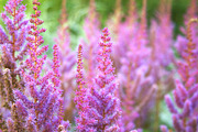 Summer Garden Collection, a Photo by Paper City Design (Thumbnail 13 of 21)